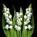Flowers lily of the valley on the black isolated background with clipping path. No shadows. Closeup.