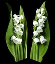 Flowers lily of the valley on the black isolated background with clipping path. No shadows. Closeup.