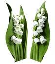 Flowers lily of the valley on a white isolated background with clipping path. No shadows. Closeup.