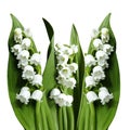 Flowers lily of the valley on a white isolated background with clipping path. No shadows. Closeup.