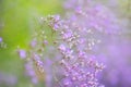 Flowers Limonium platyphyllum. Gentle flower background