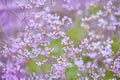 Flowers Limonium platyphyllum. Gentle flower background