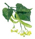 Flowers Of Linden With Green Leaves Isolated On White.