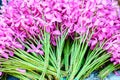 Flowers lined colorful stacked