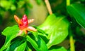 Flowers lined colorful stacked,Costus speciosus