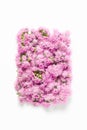 Flowers lined with a thick carpet on a white background. fluffy pink inflorescences. minimalistic modern composition, flat layout Royalty Free Stock Photo