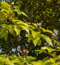 Flowers of Lipstick tree (Bixa orellana)