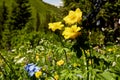 Flowers lit by the sun in the grass of a wild field at sunrise. Wild flowers with leaves on a background of mountains Royalty Free Stock Photo