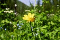 Flowers lit by the sun in the grass of a wild field at sunrise. Wild flowers with leaves on a background of mountains Royalty Free Stock Photo