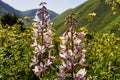 Flowers lit by the sun in the grass of a wild field at sunrise. Wild flowers with leaves on a background of mountains Royalty Free Stock Photo