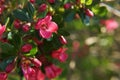 Flowers lit by sunlight. - Joyful colors - Beautiful small flowers in the sensational colors - France