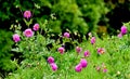 Rose colour flowers in green thekkady,