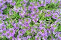 Flowers lobelia erinus. Background from lilac garden flowers