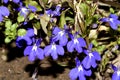The flowers of Lobelia erinus blue