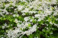 Flowers of Lobularia maritima called Alyssum maritimum. Royalty Free Stock Photo