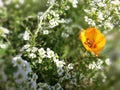 Flowers lobularia and portulaca