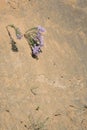 Flowers on loess cliff Royalty Free Stock Photo