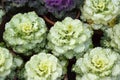 Cabbage flowers close-up Royalty Free Stock Photo