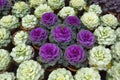 Cabbage flowers close-up Royalty Free Stock Photo