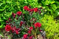 The flowers look like carnations purple-red. The bush is green. Sunny spring day in the garden