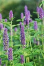 Flowers of Lophantus anisatus