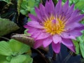 Flowers lotus