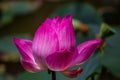 Flowers lotus: Nelumbo nucifera Gaertn,Lotus. Royalty Free Stock Photo