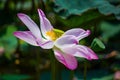 Flowers lotus: Nelumbo nucifera Gaertn,Lotus. Royalty Free Stock Photo