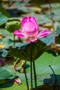 Flowers lotus: Nelumbo nucifera Gaertn,Lotus. Royalty Free Stock Photo