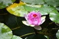 Flowers of lotus