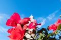 Flowers at the Louisiana State Capitol Building park