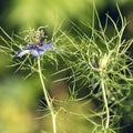 Flowers of Love-in-a-mist. Gently blue flowers of ragged lady. N Royalty Free Stock Photo