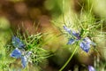 Flowers of Love-in-a-mist. Gently blue flowers of ragged lady. N Royalty Free Stock Photo