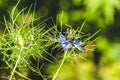 Flowers of Love-in-a-mist. Gently blue flowers of ragged lady. Nigella damascena Royalty Free Stock Photo