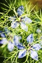 Flowers of Love-in-a-mist. Gently blue flowers of ragged lady. Nigella damascena Royalty Free Stock Photo