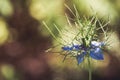 Flowers of Love-in-a-mist. Gently blue flowers of ragged lady. Nigella damascena Royalty Free Stock Photo