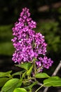 Flowers of Ludwig Spaeth Lilac