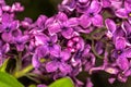 Flowers of Ludwig Spaeth Lilac