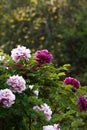 Flowers on Luoyang peony bush