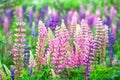 Flowers lupins in the field