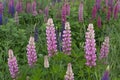 Flowers lupins