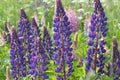 Flowers lupins