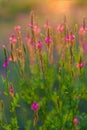 Flowers of Lupinus, commonly known as lupin. A field of lupines. Violet flowers in backlight of the sunset Royalty Free Stock Photo