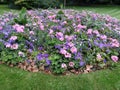 Flowers at Luxembourg garden in Paris.