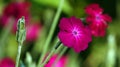 Flowers Lychnis Coronatum Royalty Free Stock Photo
