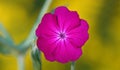 Flowers Lychnis Coronatum Royalty Free Stock Photo