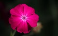 Flowers Lychnis Coronatum Royalty Free Stock Photo
