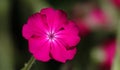 Flowers Lychnis Coronatum Royalty Free Stock Photo