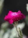 Flowers Lychnis Coronatum Royalty Free Stock Photo