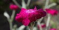 Flowers Lychnis Coronatum Royalty Free Stock Photo